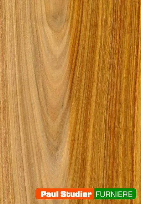 Furnierbild Eldorado – Heller und gelblich-goldener Grundton