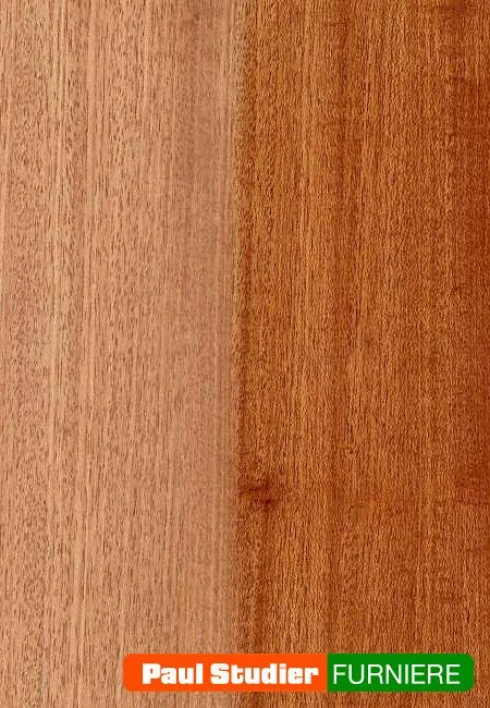 Furnierbild Merbau – Splint 5 bis 8 cm breit und gelblichweiß