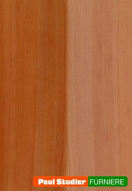 Furnierbild Madrona – Der Splint ist durchwegs heller als das Kernholz und schmal