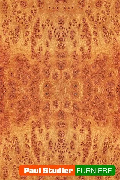 Furnierbild Vavona Maser – Rotbraun mit dunklen Maseraugen