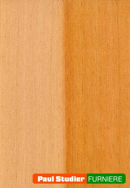 Furnierbild Oregon – Der Splint ist weißlich, das Kernholz rosa-gelblich