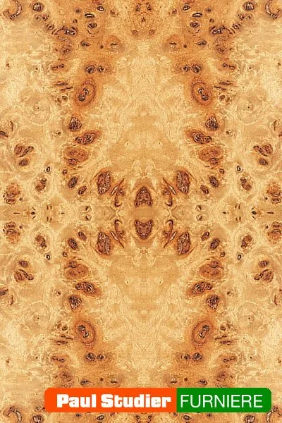Furnierbild Pappel Maser – Lebhaft gemasert mit warmem Farbspiel
