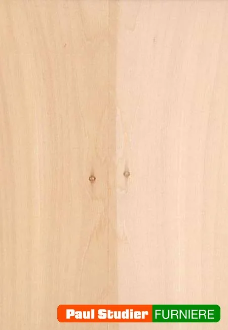 Furnierbild Pappel – Der Splint ist weiß bis gelblichweiß, während das Kernholz hellbraun bis braun ist