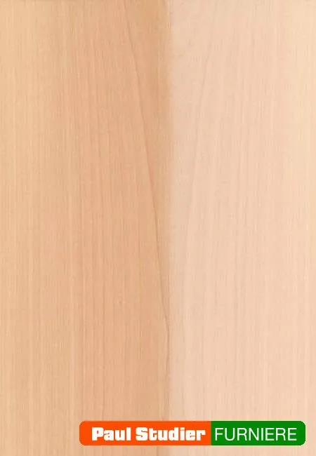 Furnierbild Linde – Heller und gelblich-goldener Grundton