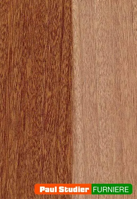 Furnierbild Meranti – Heller und gelblich-goldener Grundton