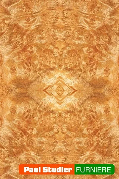 Furnierbild Laurell Maser – Gelblich mit dunkleren Augen und Kernzonen