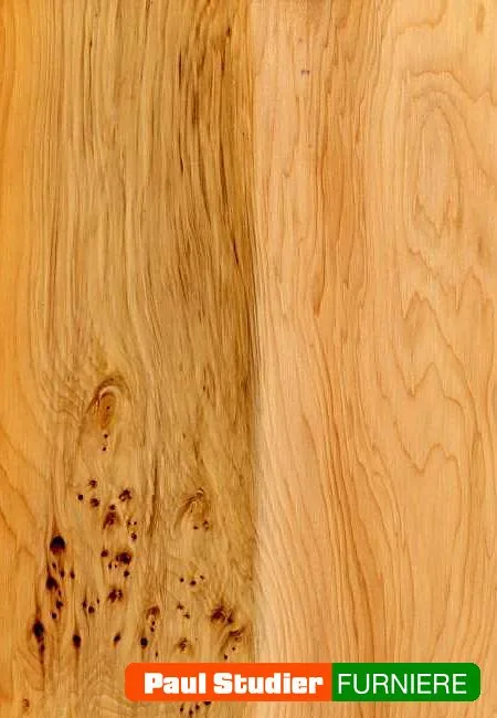 Furnierbild Eibe – Heller und gelblich-goldener Grundton