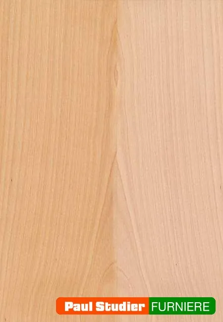 Furnierbild Birke – Der Splint ist schmal, fast weiß, das Kernholz ist elfenbeinfarben