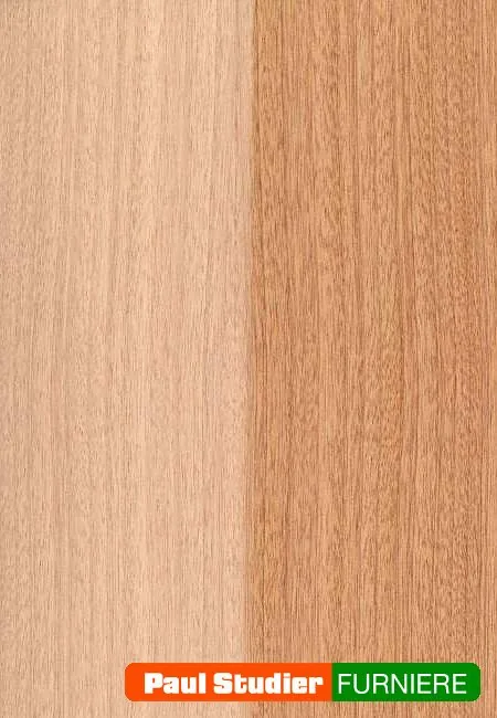 Furnierbild Mahagoni (Sapelli) – Splint verhältnismäßig breit (3-8 cm), weiß bis grau, vom Kernholz deutlich unterschieden