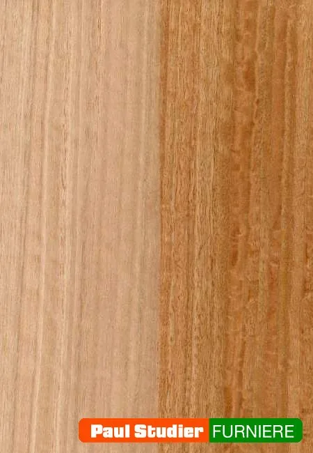 Furnierbild Eucalyptus – Heller und gelblich-goldener Grundton