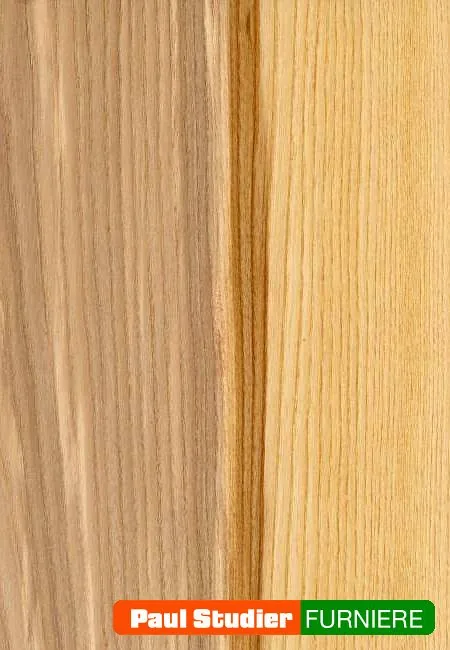 Furnierbild Esche (Olivesche) – Hell mit oliv- bis dunkelbraunem fakultativem Kern
