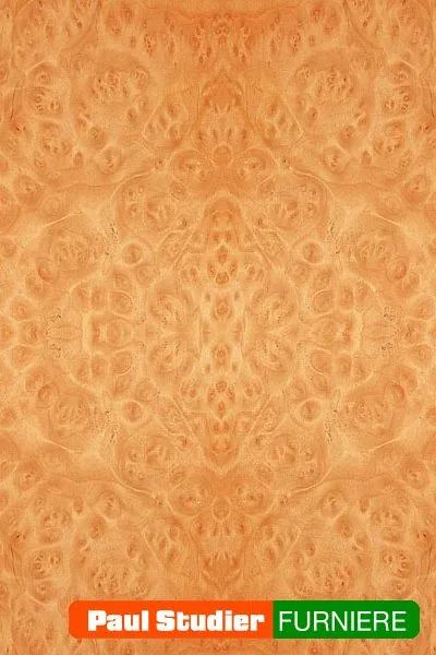 Furnierbild Madrona Maser – Rötlich-orange bis karamell