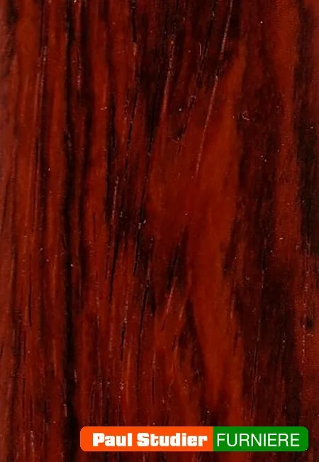 Furnierbild Cocobolo – Heller und gelblich-goldener Grundton